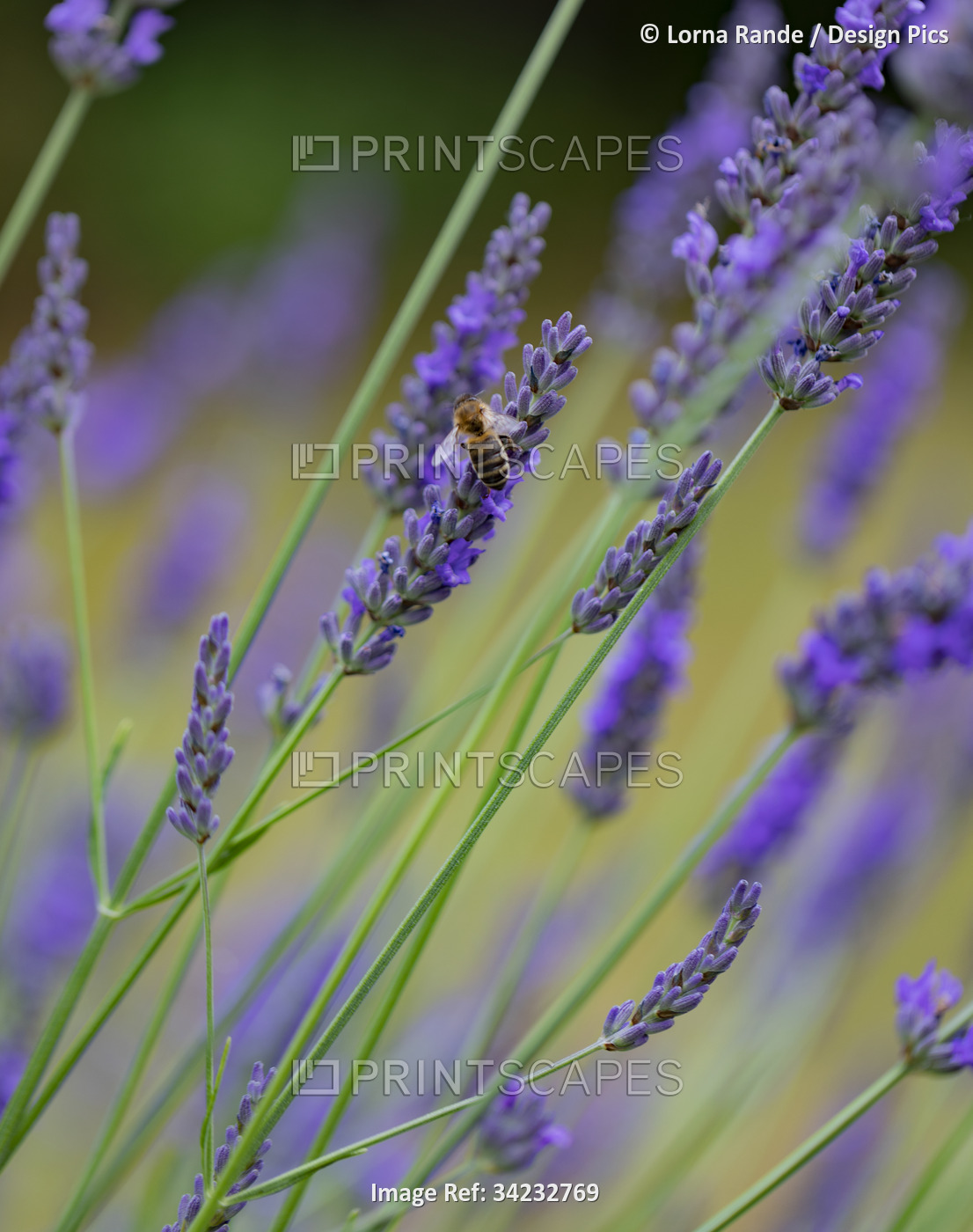 Bee resting on lavender plant (Lavandula) in an English garden; Guildford, ...