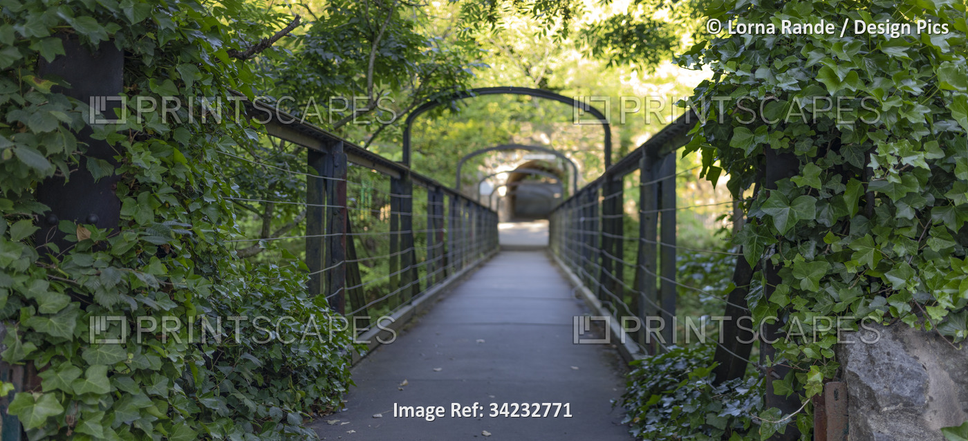 Footbridge surrounded by lush foliage; Matlock, Derbyshire, England