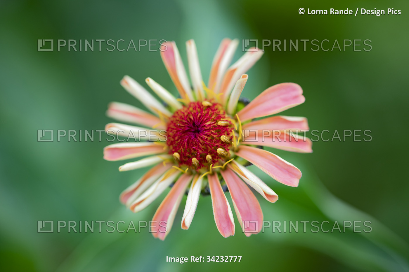 Close-up of a pink blossom with curling petals against a green background; ...