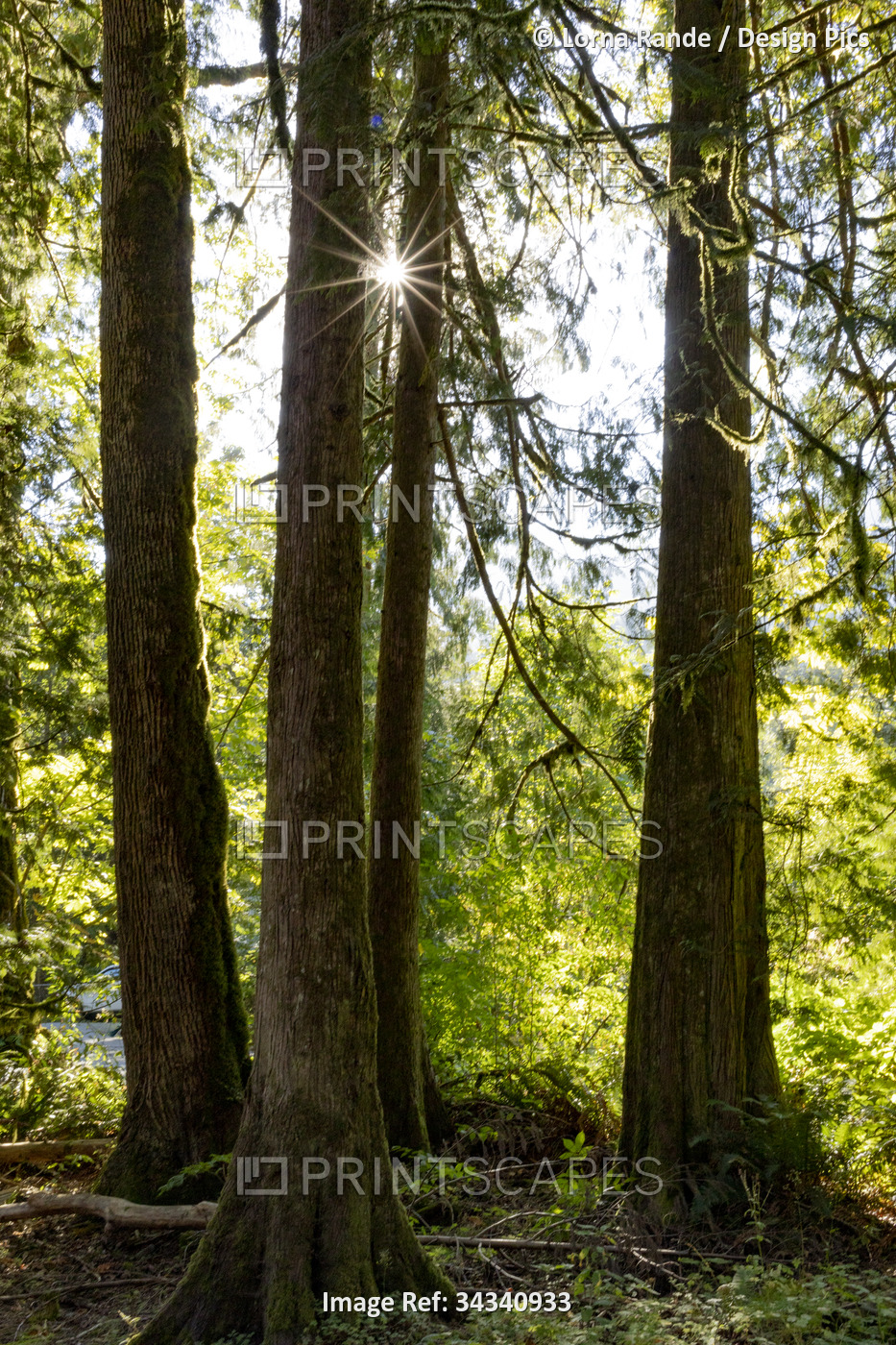 Sunburst through the trees at Cultus Lake in the Fraser Valley of British ...