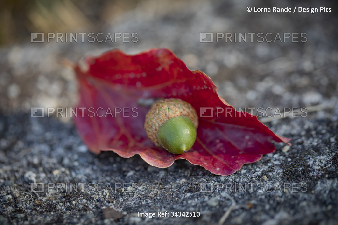 Acorn nestled in a curled red leaf; North Vancouver, British Columbia, Canada