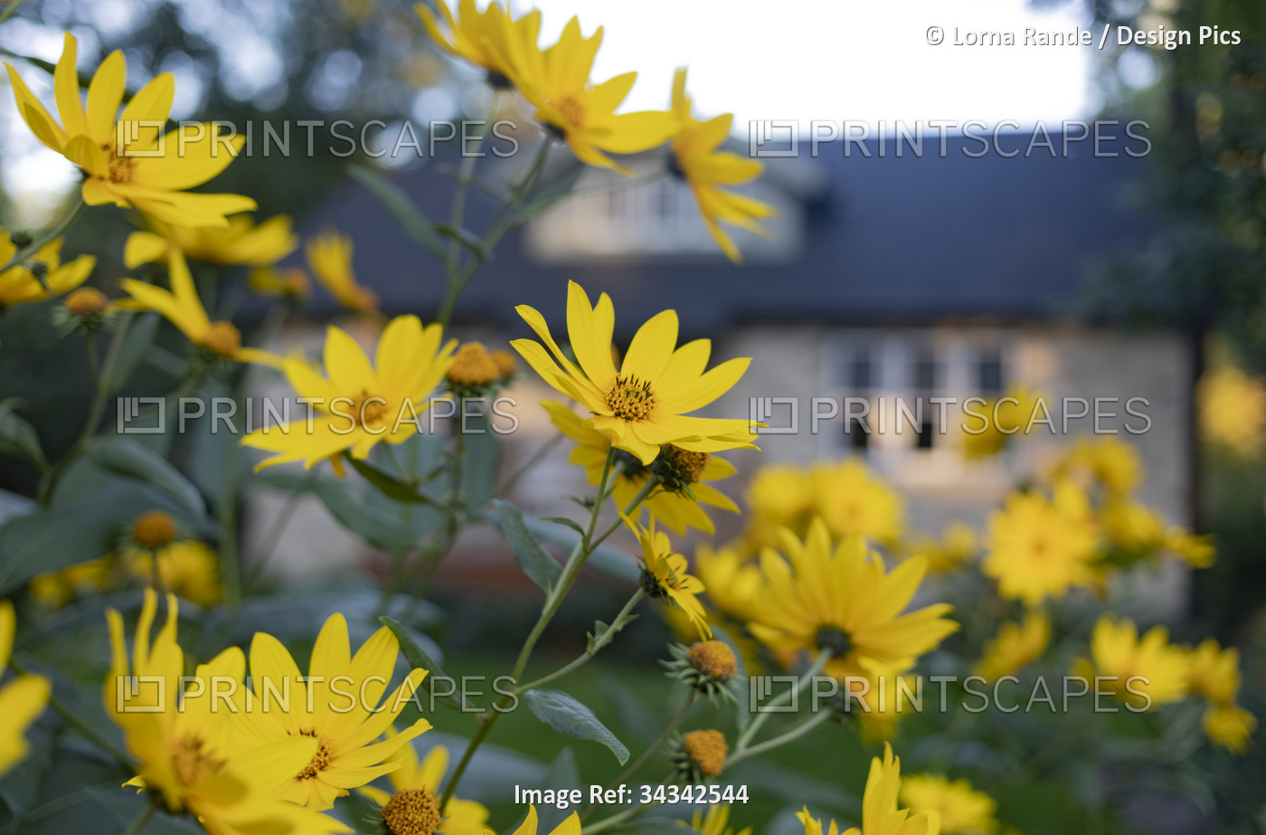 Yellow daisies in bloom in a residential flowerbed, with a house in the ...