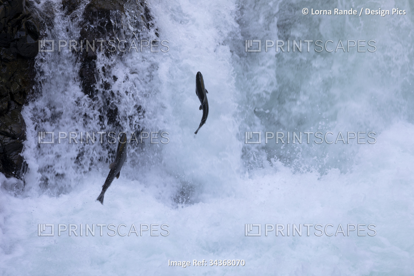 Fish leaping in splashing water of a fish ladder in Stamp River Provincial ...