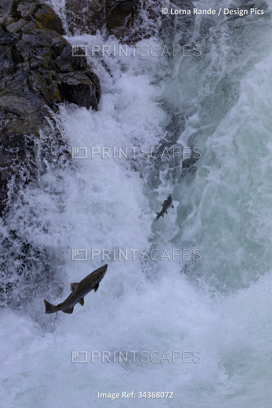 Fish leaping in splashing water of a fish ladder in Stamp River Provincial ...
