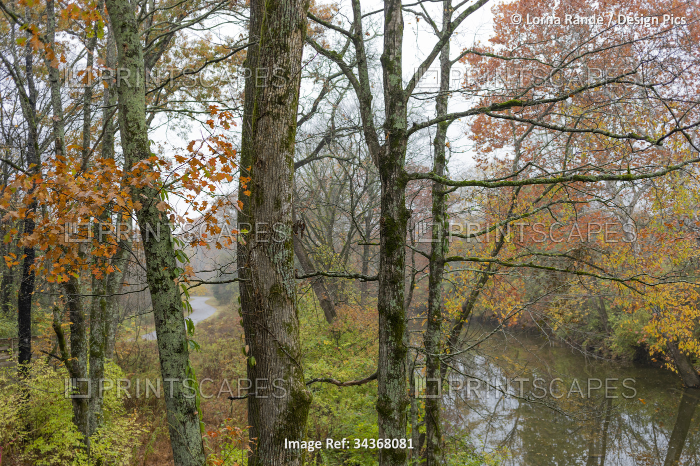 Tranquil creek through an autumn coloured forest; Antioch, Tennessee, United ...