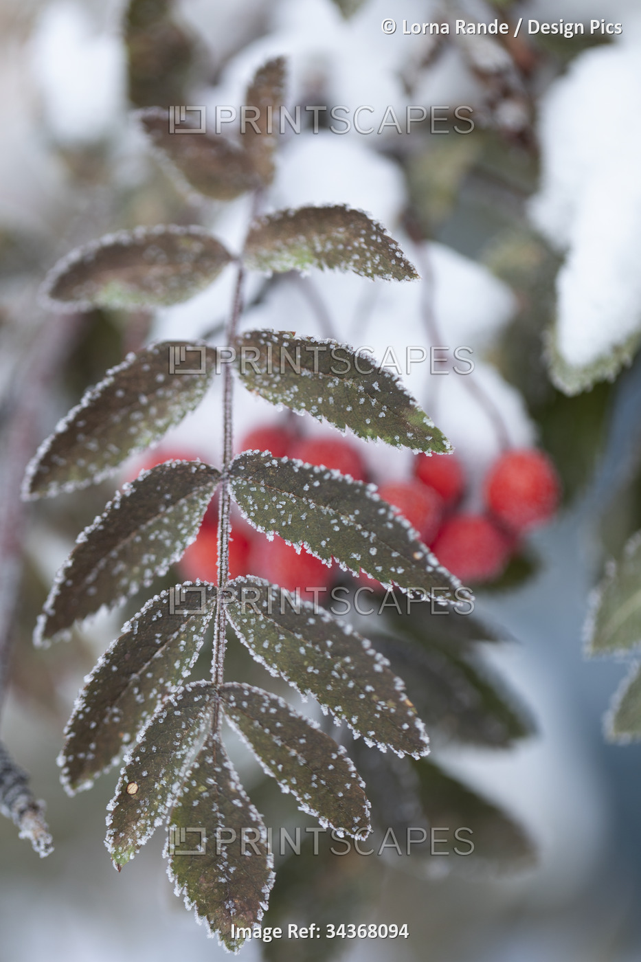 Frost and snow on leaves and berries; Airdrie, Alberta, Canada