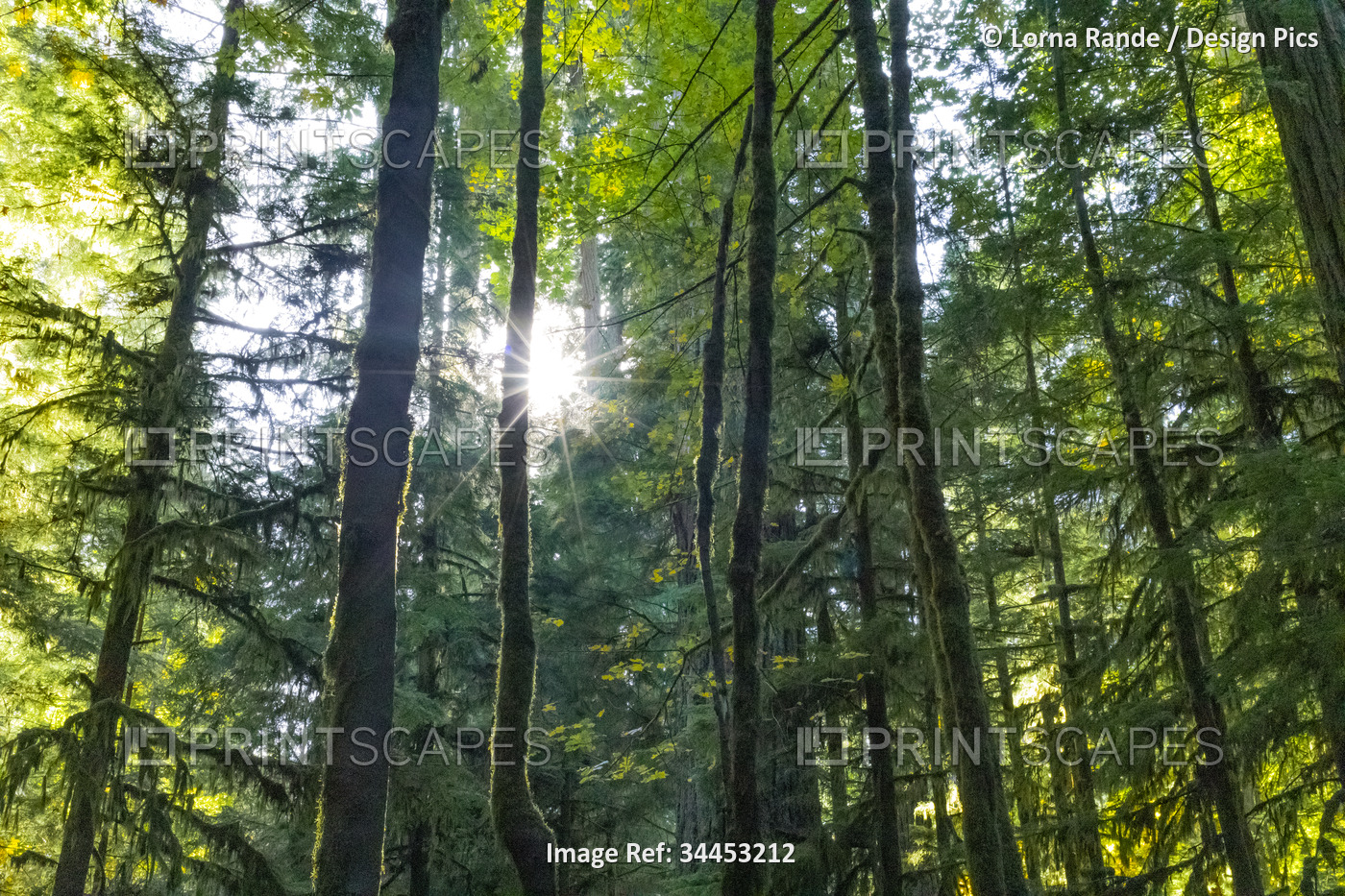 Sunburst through the trees in an old growth forest called Cathedral Grove in ...