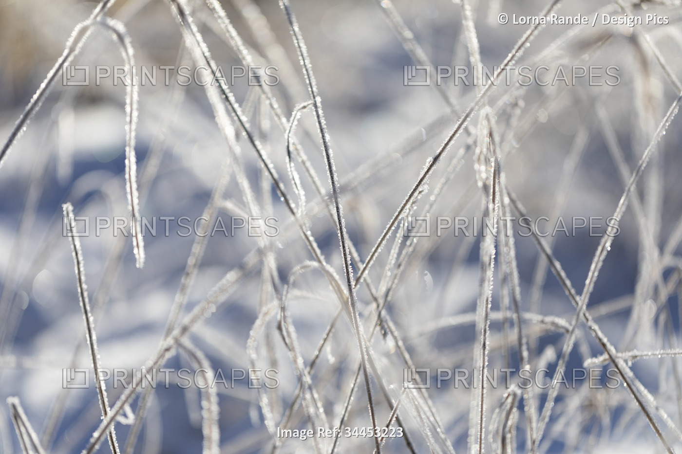 Close-up detail of frost covering frozen grasses; Surrey, British Columbia, ...