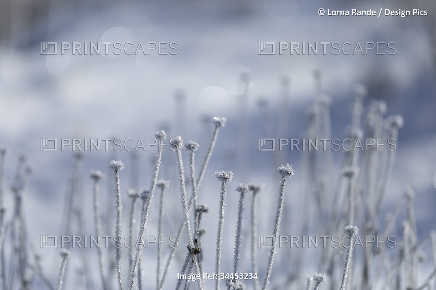 Close-up detail of frost covering frozen plants; Surrey, British Columbia, ...