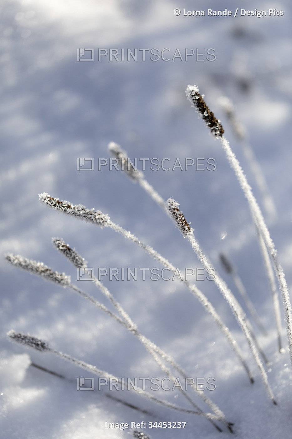 Close-up detail of frost covering frozen plants; Surrey, British Columbia, ...