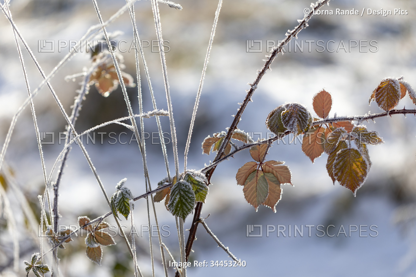 Close-up detail of frosted leaves on a branch in snow; Surrey, British ...