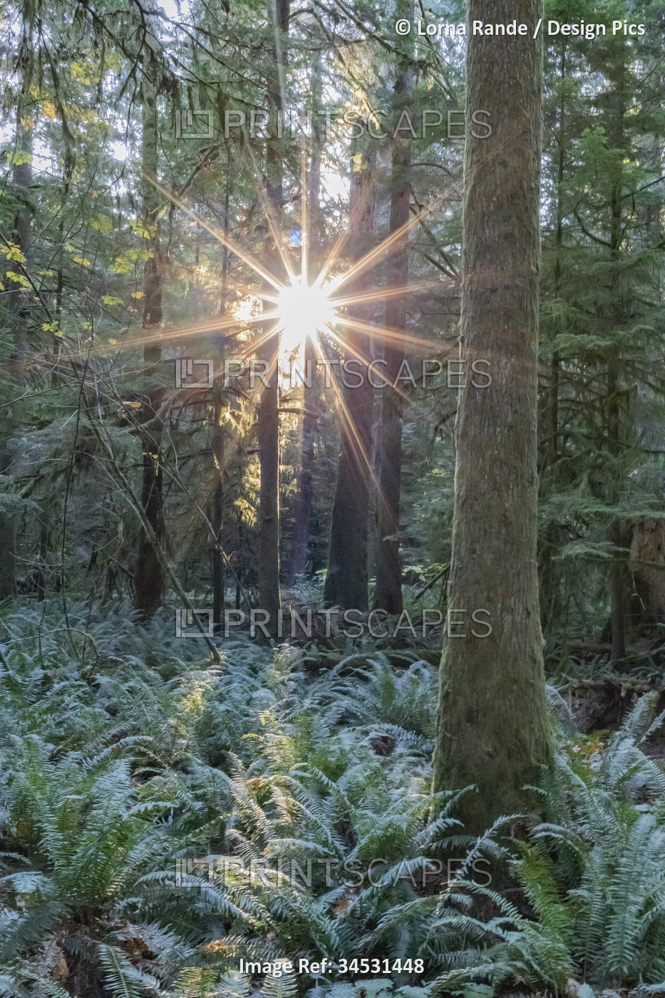 Sunburst through an old-growth forest called Cathedral Grove in MacMillan ...
