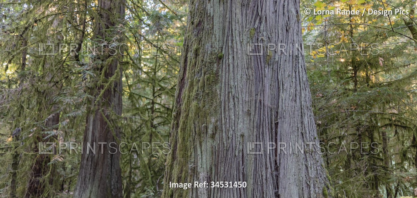 Close-up detail of moss and tree bark on a tree in an old-growth forest called ...