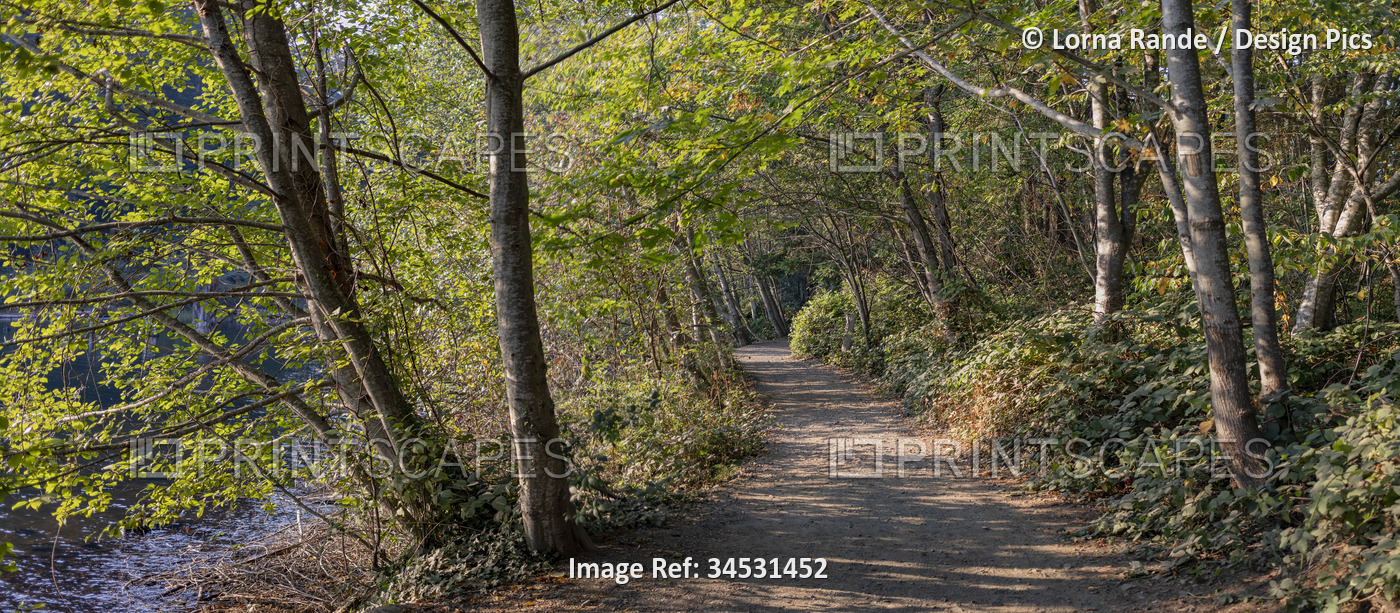 Trail along a creek in a forest in Westwood Lake Park on Vancouver Island; ...