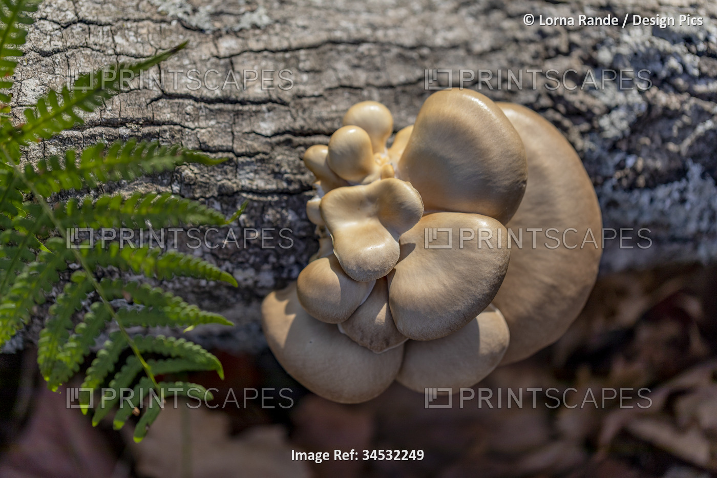 Close-up of a fungi formation growing from a log; Ottawa Valley, Ontario, Canada