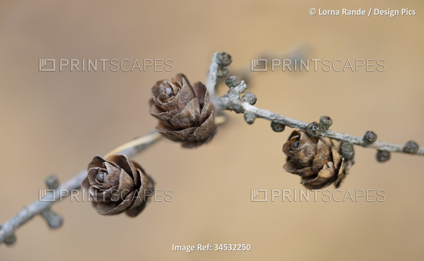 Three small pinecones growing from a plant stem; Ottawa Valley, Ontario, Canada