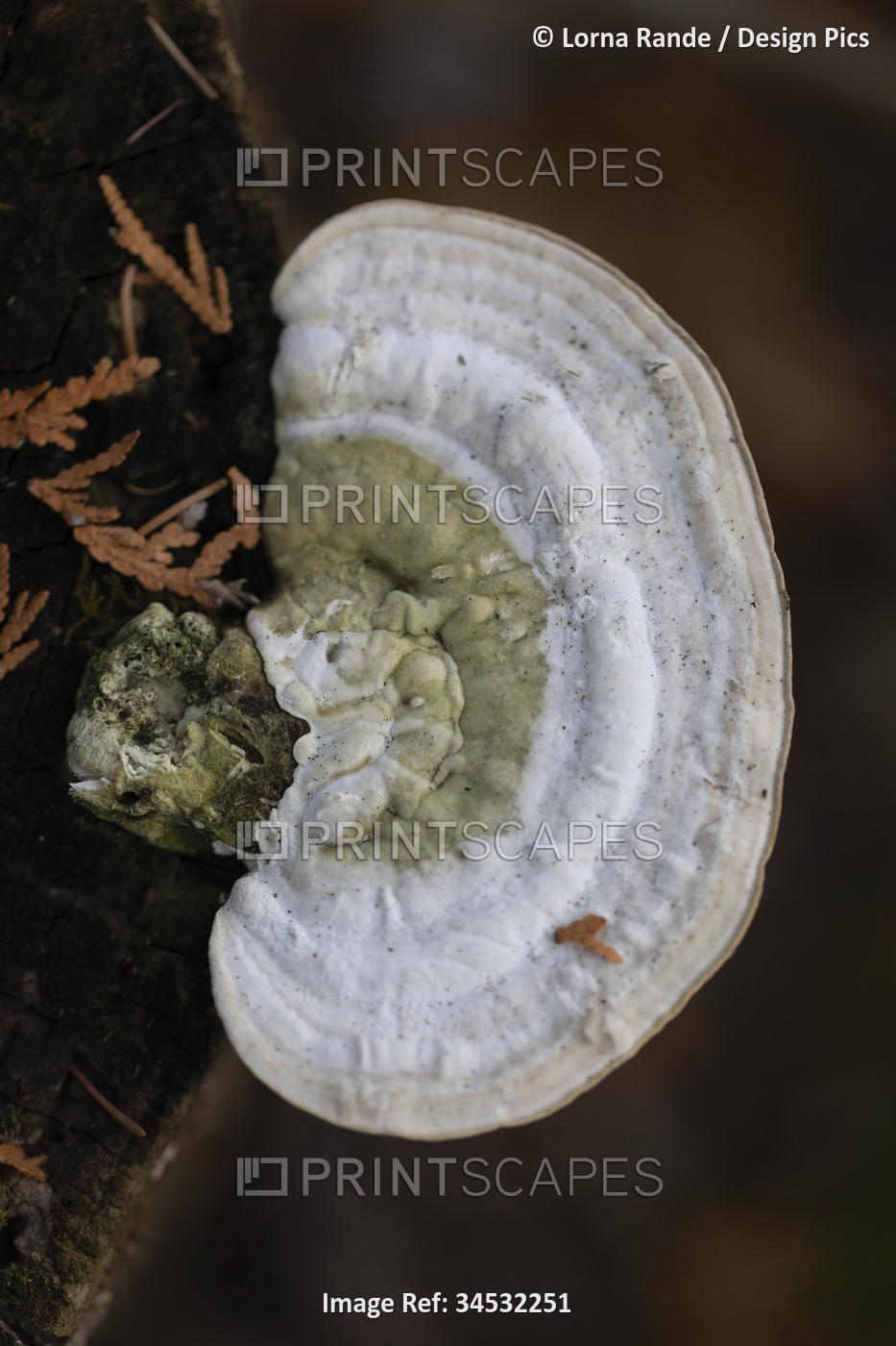 Close-up detail of a white and green fungi growing from a log; Ottawa Valley, ...