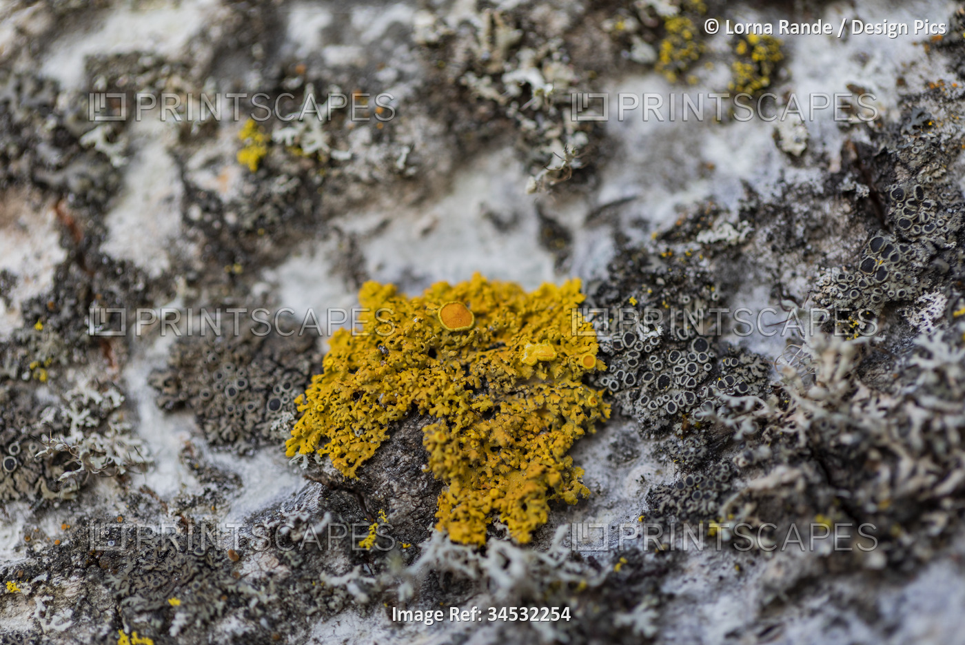 Close-up detail of orange lichen and fungi growing on a surface; Ottawa Valley, ...