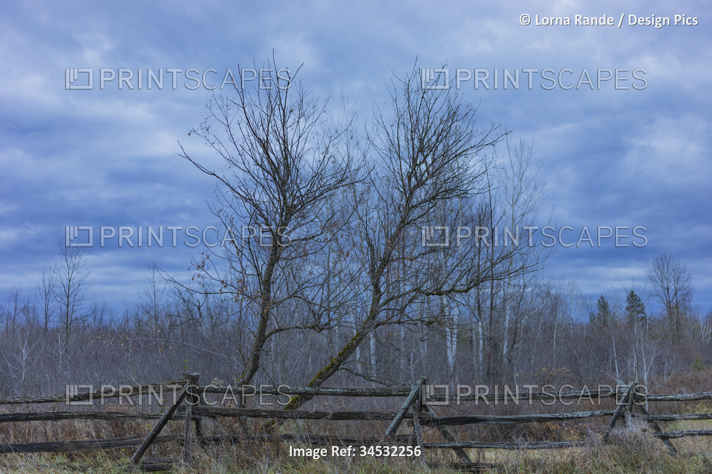 Leafless trees behind a weathered fence under a cloudy sky in autumn; Ottawa ...
