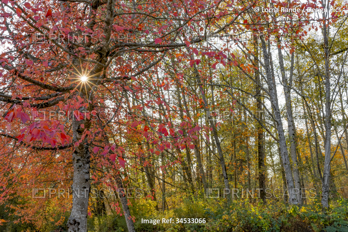 Sunburst through autumn coloured trees in Fleetwood Park; Surrey, British ...