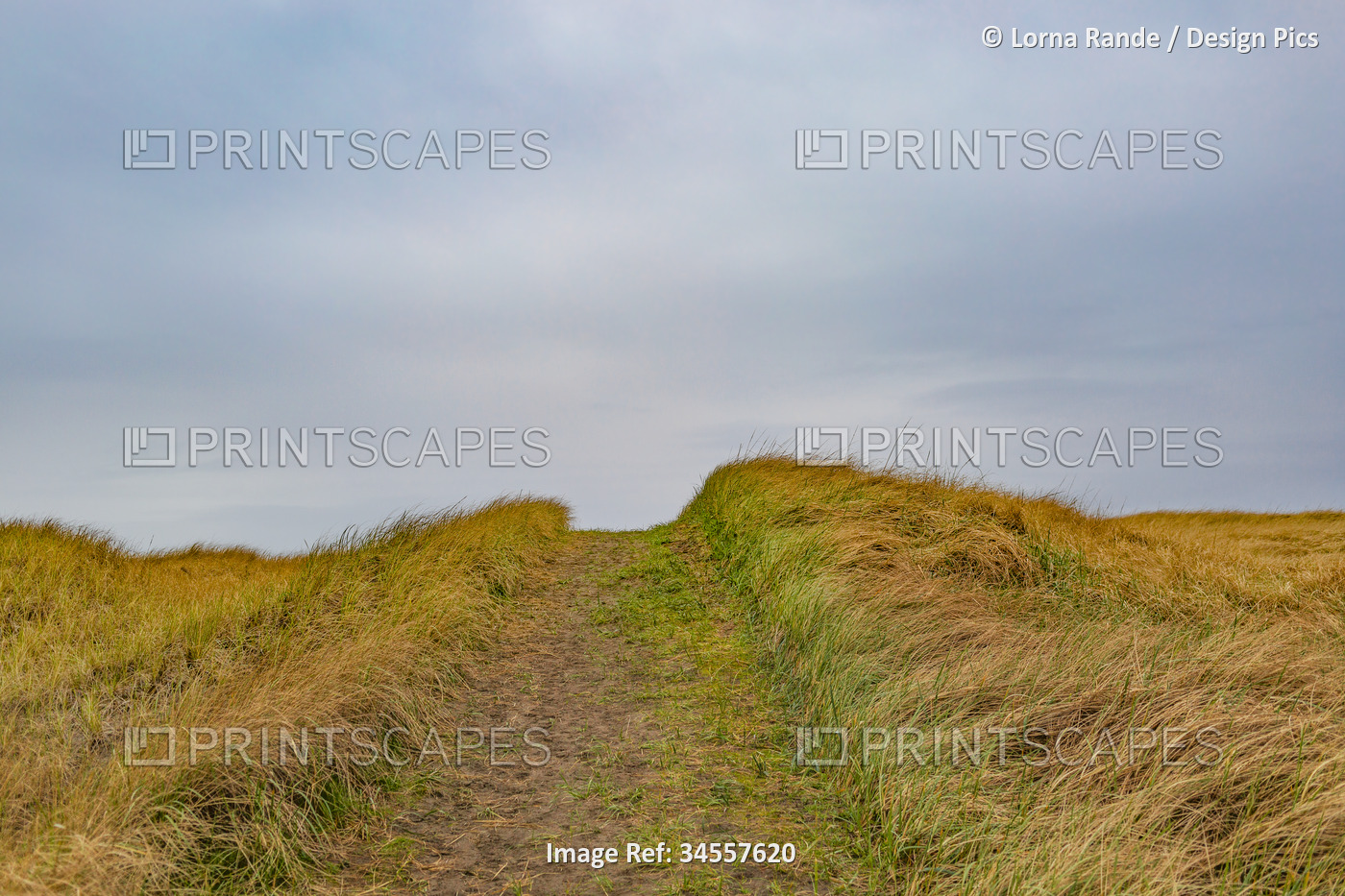 Track road through a grassy hill with a grey, cloudy sky; Long Beach, ...