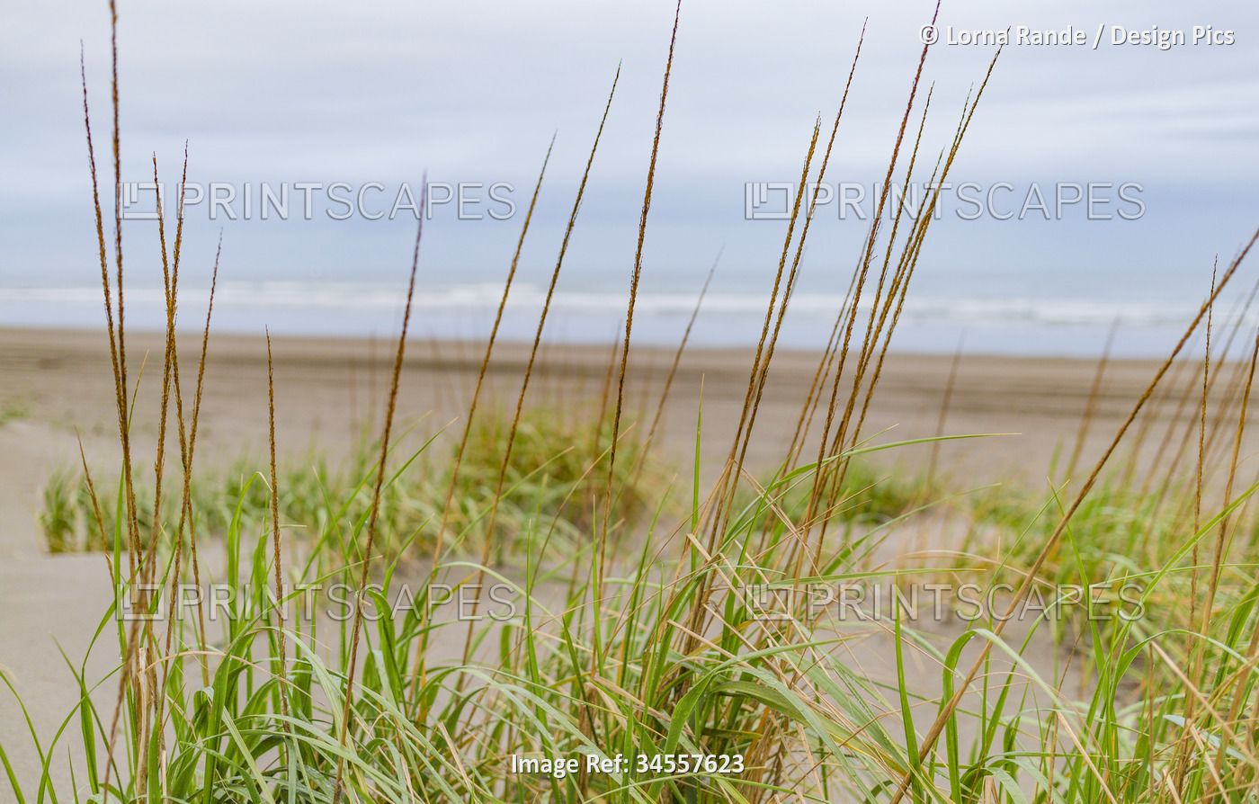 View of the ocean and sandy shore through beach grass with a grey, cloudy sky; ...