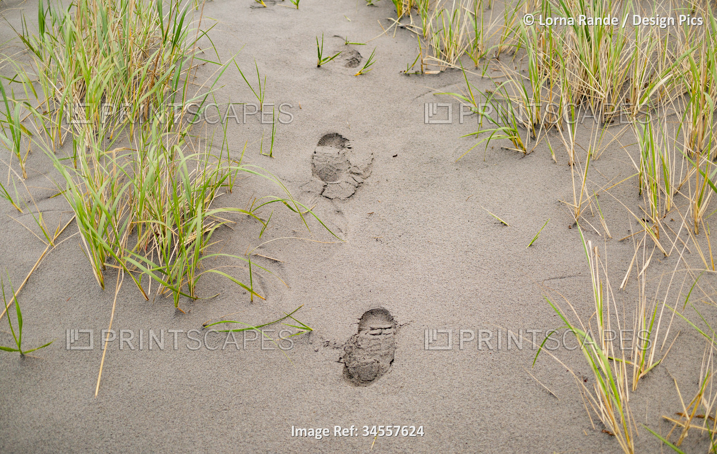 Close-up of footprints in the sand along the shore through beach grass on a ...