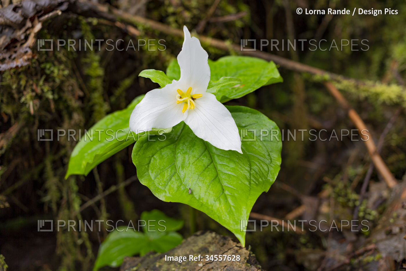 Close-up of a white trillium (trillium) growing in the forest; Long Beach, ...