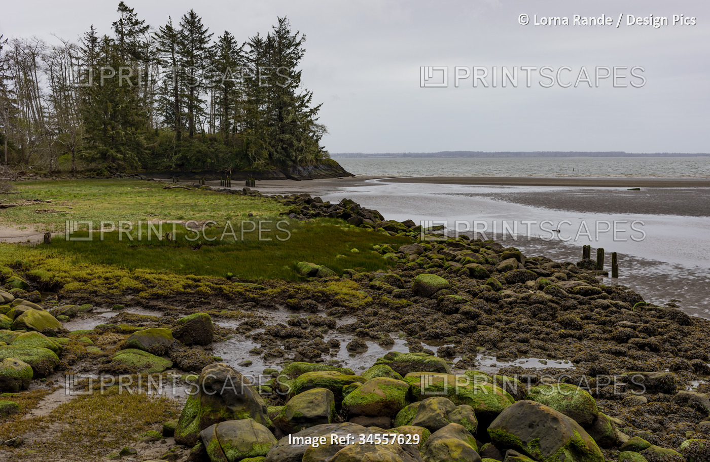 Mossy rocks and trees on the shore of the pacific ocean in BC, Canada; British ...
