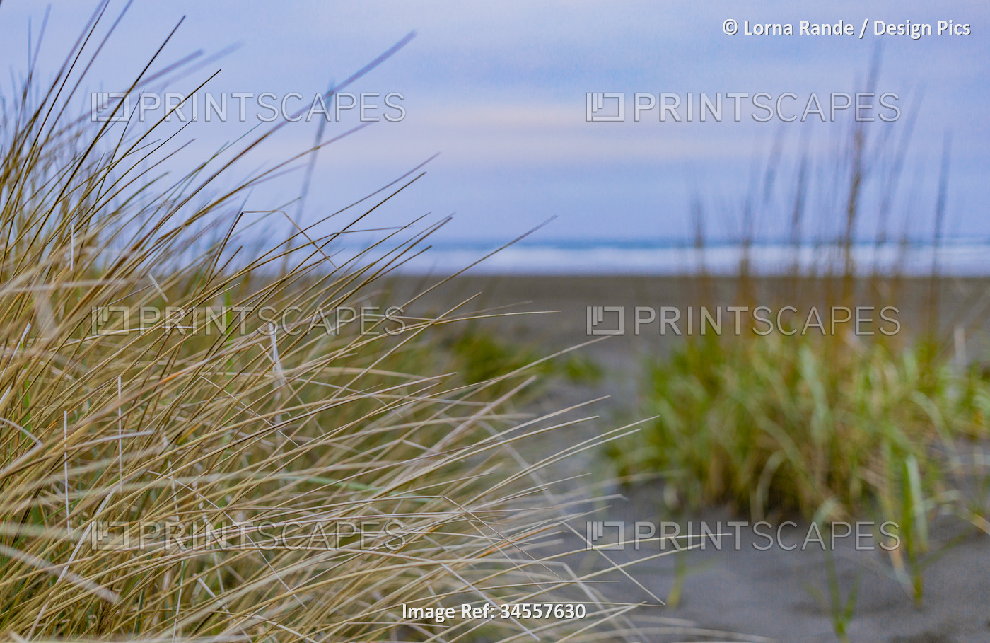 View of the ocean and sandy shore through beach grass with a grey, cloudy sky; ...