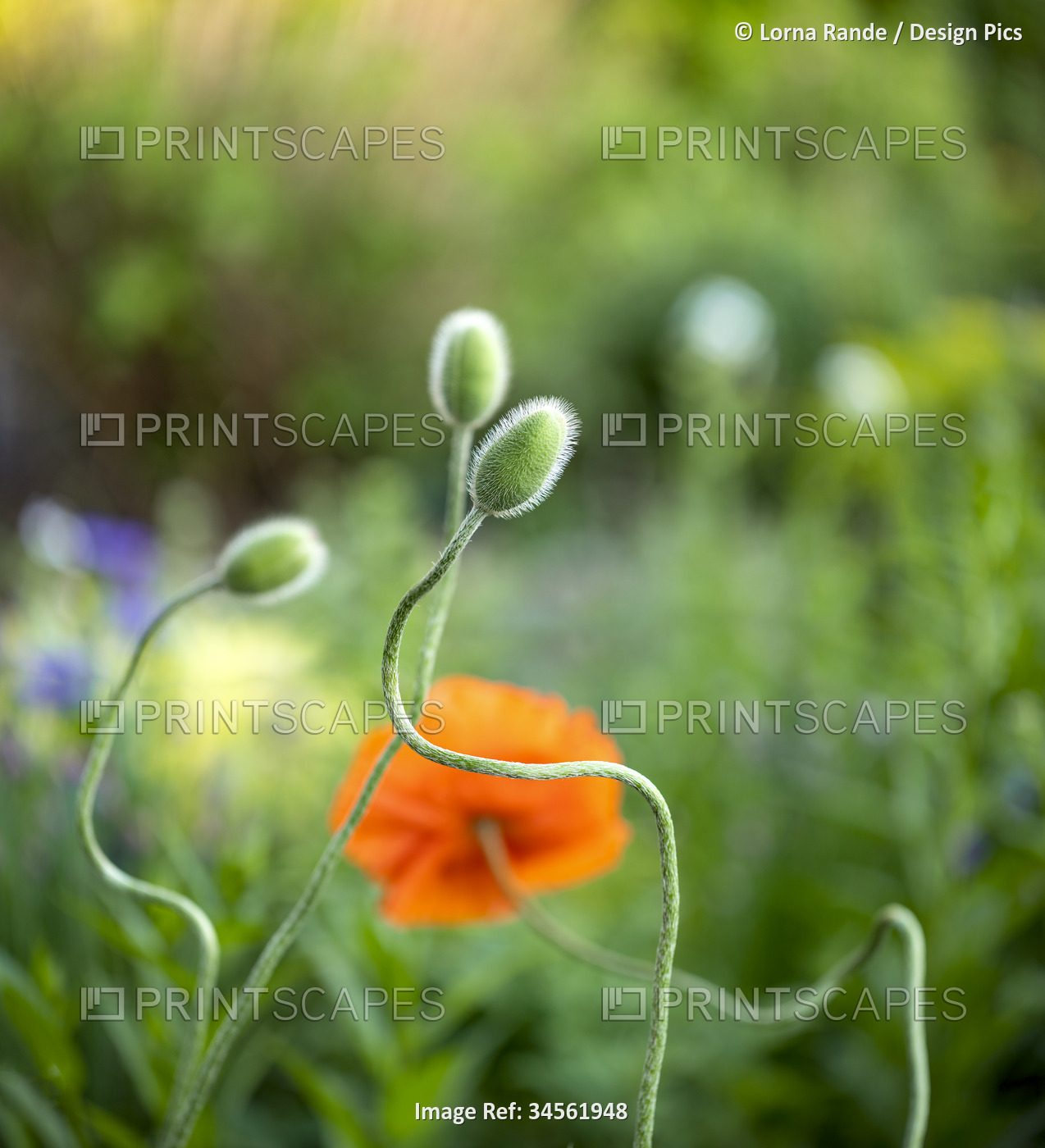 Close-up of fuzzy, poppy flower buds (Papaver) with curled stems in a field; ...