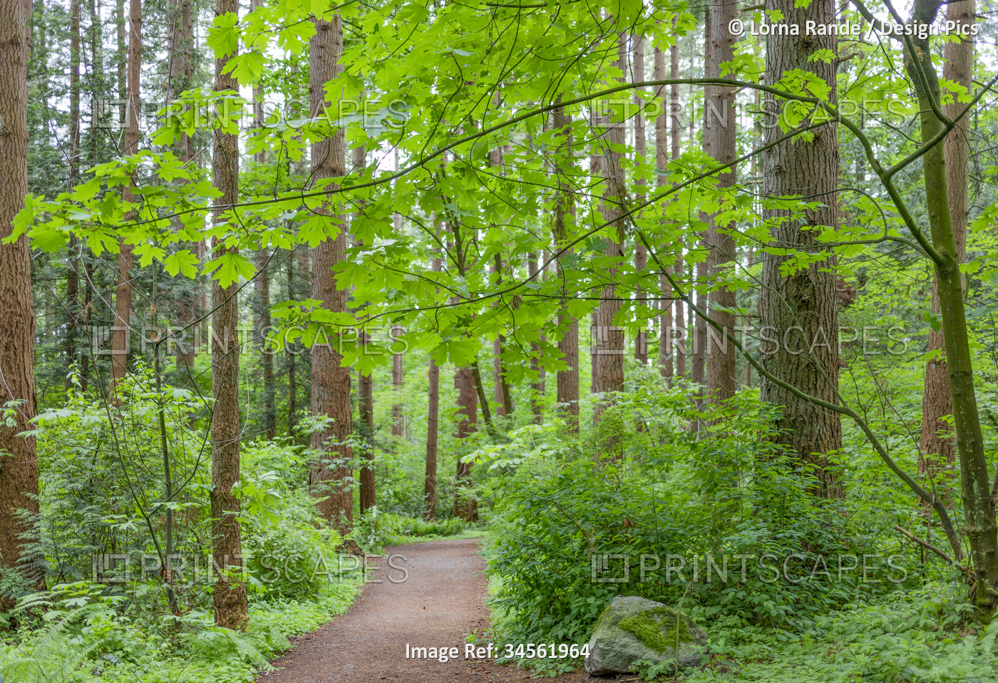 View of a dirt pathway through the Watershed Forest Trail; Delta, British ...