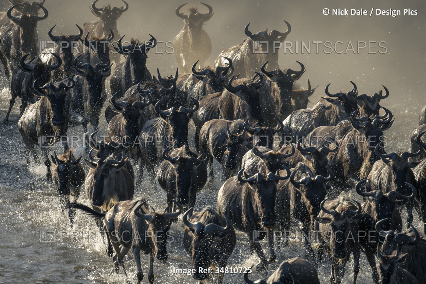 Blue wildebeest (Connochaetes taurinus) herd traverses stream in dust in ...