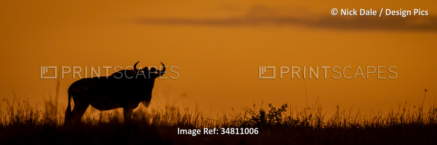 Blue wildebeest (Connochaetes taurinus) stands on horizon at sunup in Serengeti ...