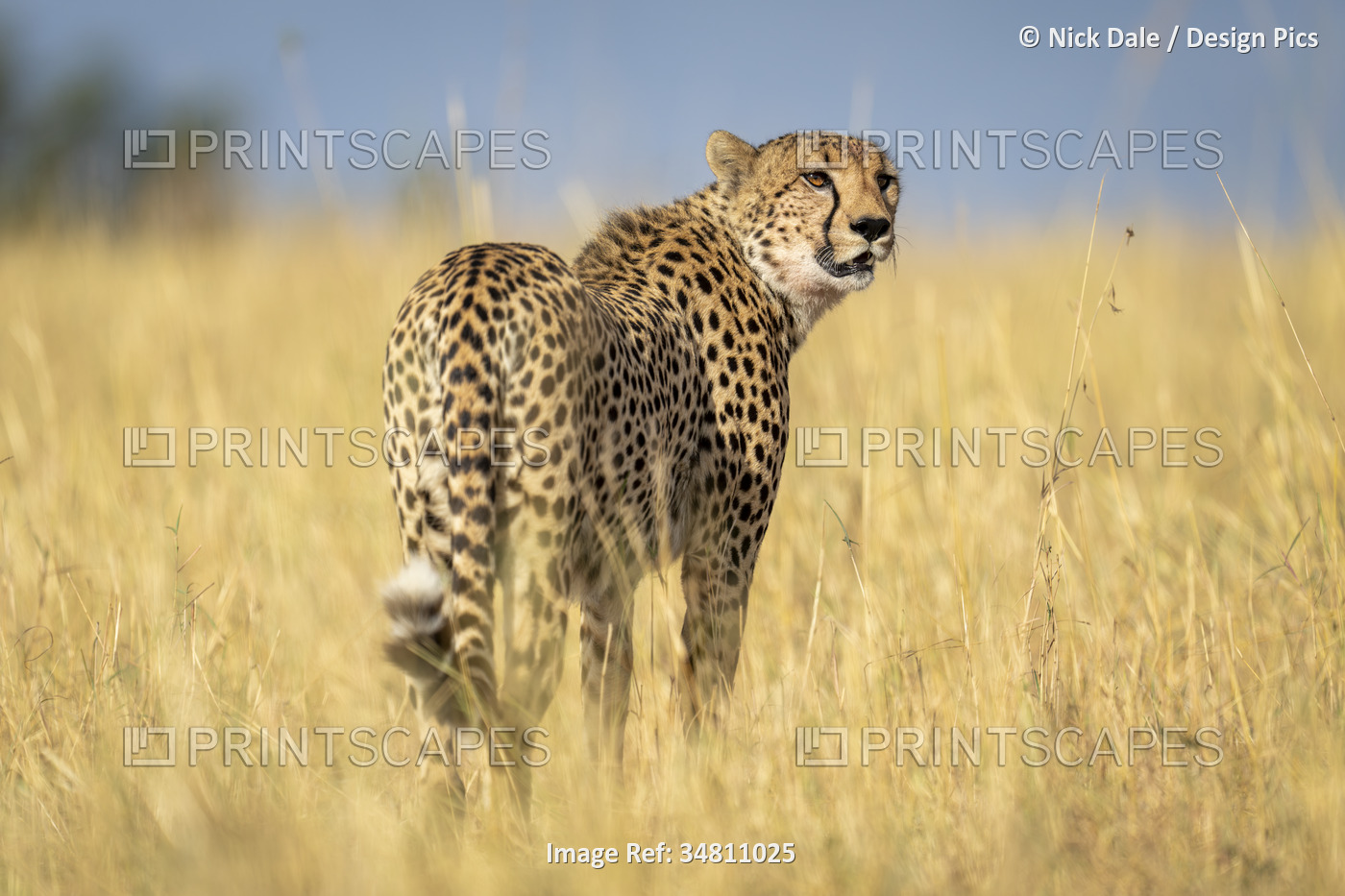 Cheetah (Acinonyx jubatus) stands in long grass looking around in Serengeti ...
