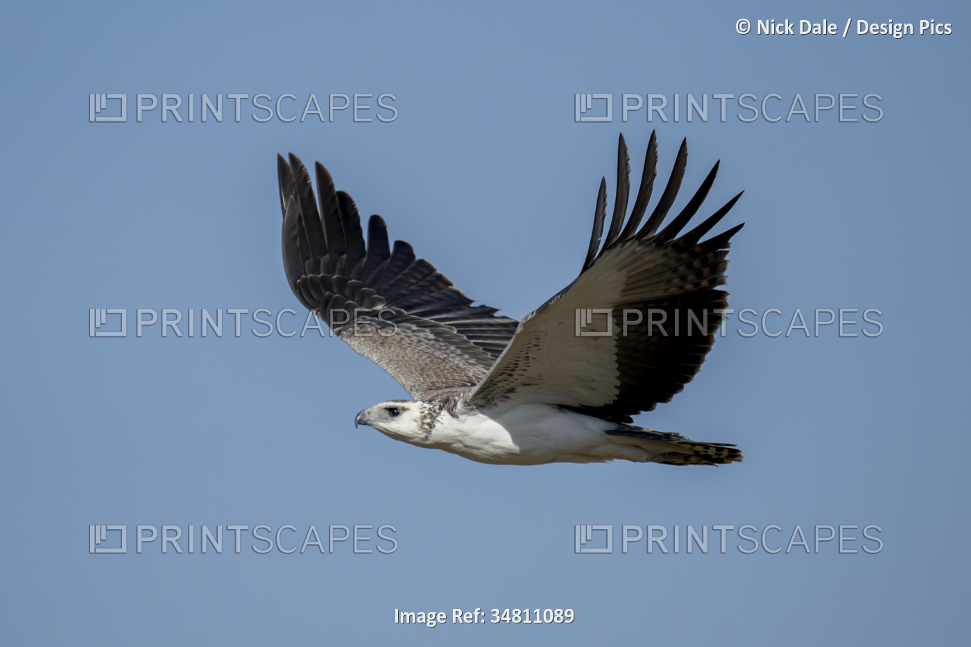 Juvenile martial eagle (Polemaetus bellicosus) flies with wings raised in ...